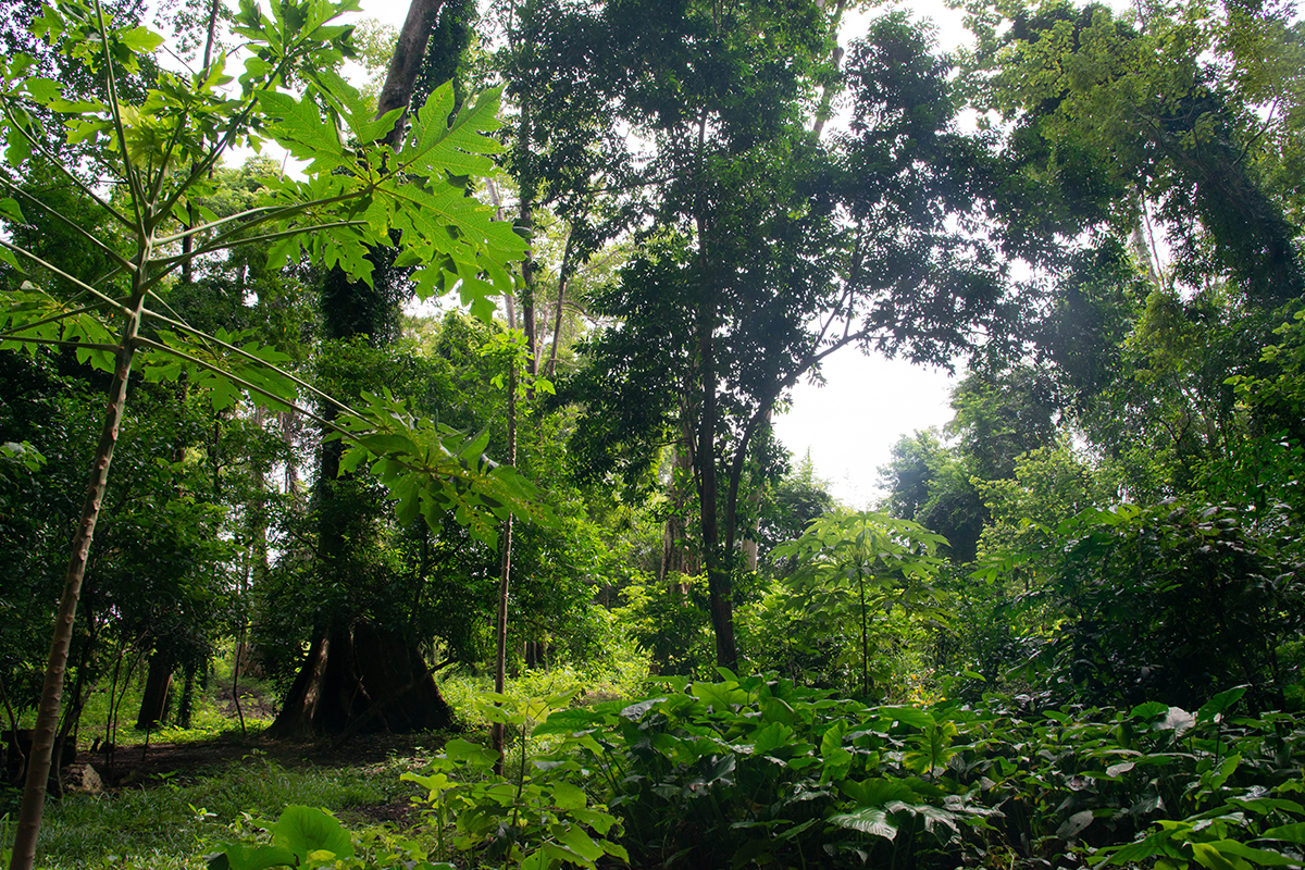 Photo of a forested canopy