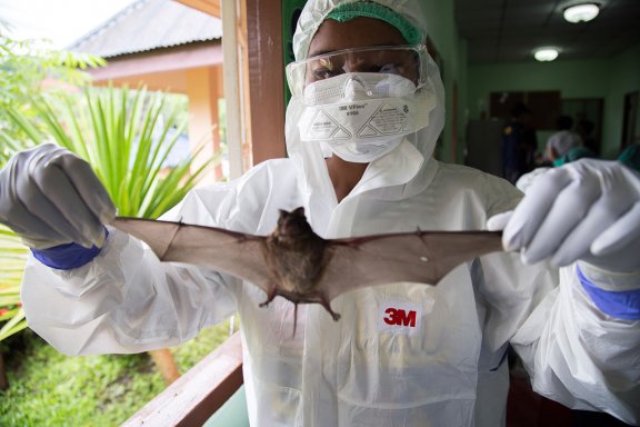 Photo of a person in a protective suite holding a bat by the wings