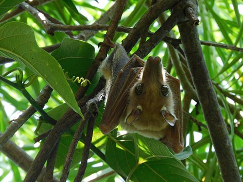 Photo of a small Ugandan bat, hanging in a tree.