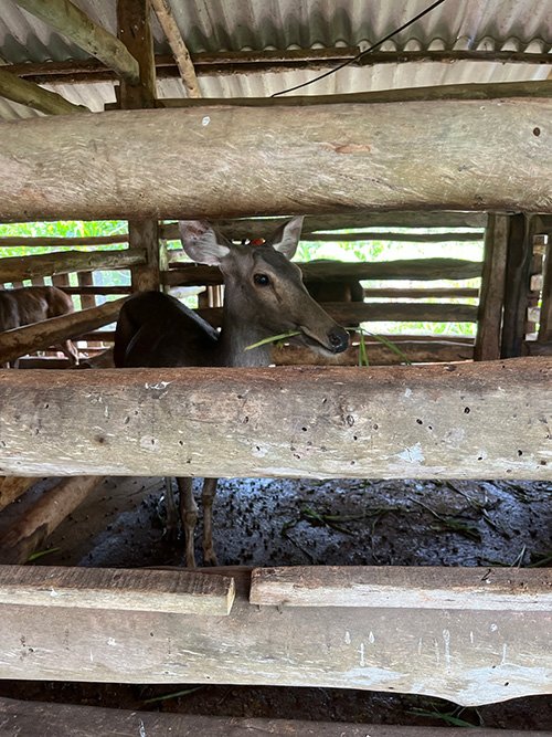  A sambar deer in an enclosure on a farm in Viet Nam. Photo credit: Dr. Jonathon Gass