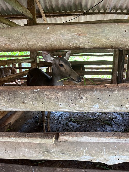 A sambar deer in an enclosure on a farm in Viet Nam. Photo credit: Dr. Jonathon Gass