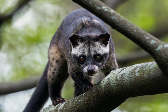 Photo of an Asian palm civet on a tree branch. Source: Francis Yap