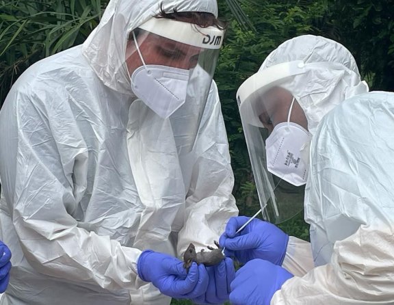 Collecting samples from captured rodent at a mobile laboratory in Liberia