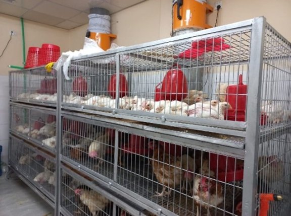 Poultry indoors inside three levels of cages