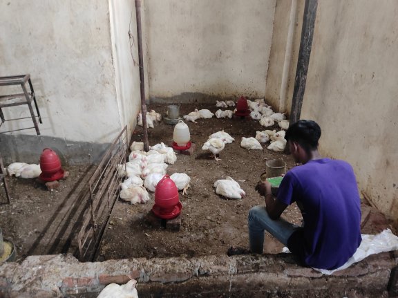 A man in a room with poultry chickens