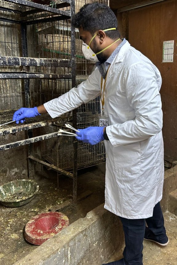 Lab worker, taking a swab sample from a cage that has had deceased poultry in it.