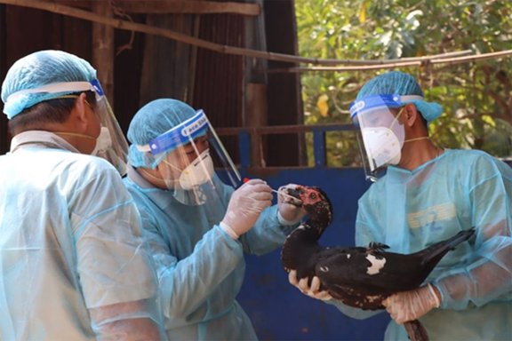 Working Group members collect a sample from a duck, near some rustic poultry coups.