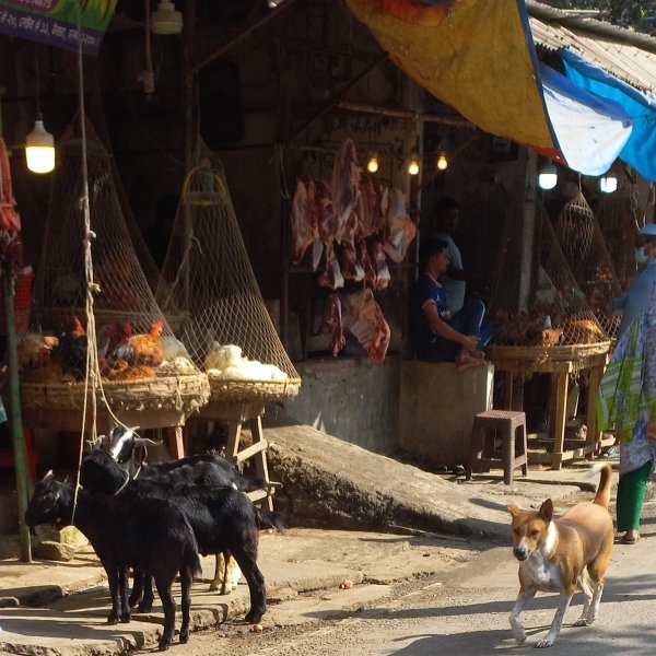 Open air market with poultry, livestock, dog, and humans.